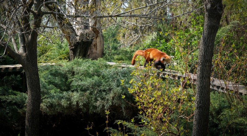 Hayvanat Bahçesine yeni türler getirildi