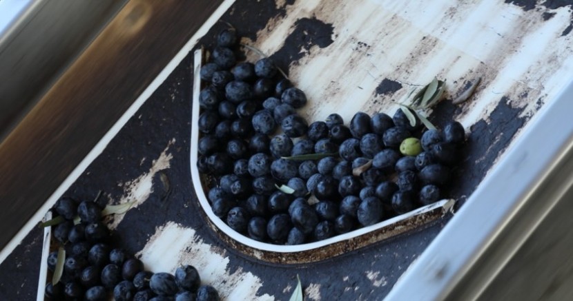 SARICAKAYA’DA ZEYTİN ÜRETİMİ VE ZEYTİNYAĞI ÜRETİMİ HIZLA ARTIYOR