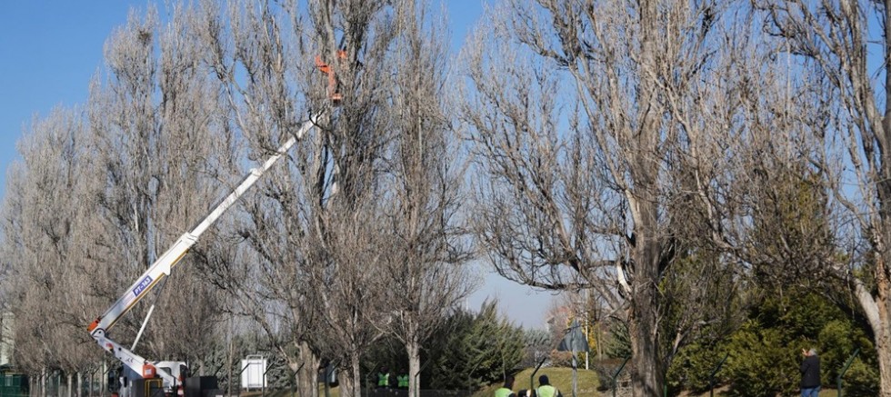 Sazova Parkında güvenlik nedeniyle sistemli budama yapılıyor