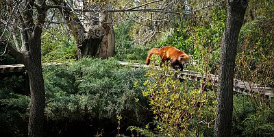 Hayvanat Bahçesine yeni türler getirildi