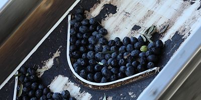 SARICAKAYA’DA ZEYTİN ÜRETİMİ VE ZEYTİNYAĞI ÜRETİMİ HIZLA ARTIYOR
