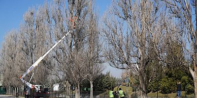 Sazova Parkında güvenlik nedeniyle sistemli budama yapılıyor